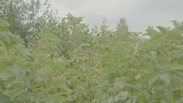 Boabe roșii de câine-bramble dogrose în grădina de toamnă. ramuri de toamnă ale unui tufiș de dogrose cu fructe roșii — Videoclip de stoc