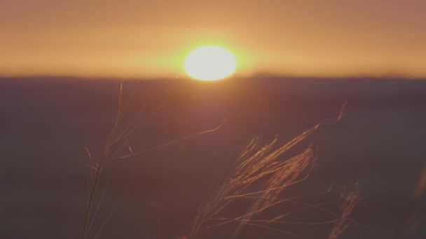 Трава на ветру на рассвете. Летний травяной луг приятного ветра с ярким солнечным светом солнечной весны — стоковое видео