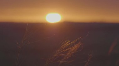Yeşil alan yaz manzara, timelapse. Bulutlar ve mavi gökyüzü alanı