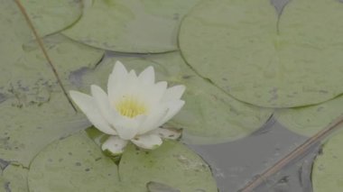 Yeşil alan yaz manzara, timelapse. Bulutlar ve mavi gökyüzü alanı