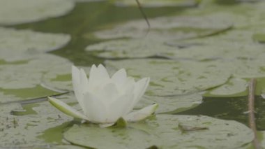 Yeşil alan yaz manzara, timelapse. Bulutlar ve mavi gökyüzü alanı