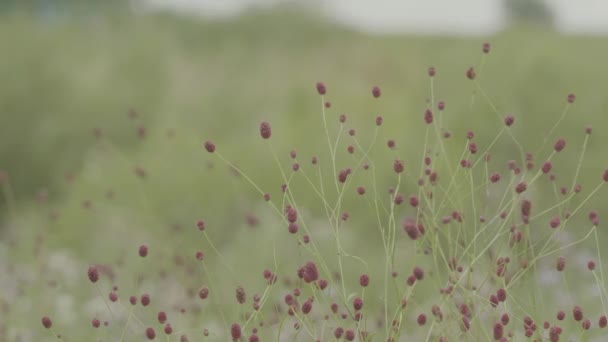 Champ vert paysage d'été, timelapse. Nuages et ciel bleu — Video