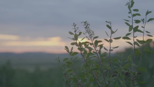 Летний ландшафт зеленого поля, временной промежуток. Облака и голубое небо — стоковое видео