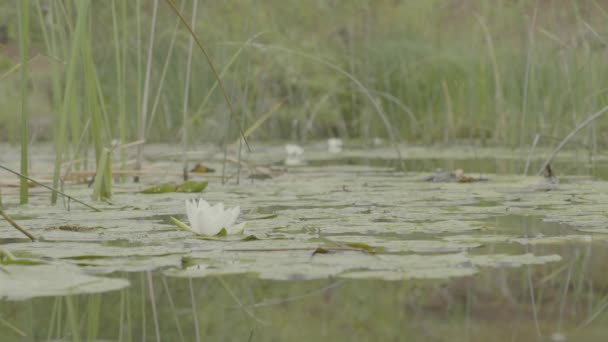 Зелене поле літній пейзаж, часовий пояс. Хмари та блакитне небо — стокове відео