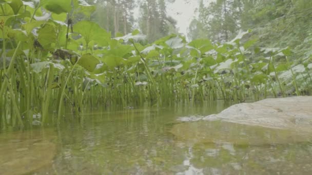 Campo verde paesaggio estivo, timelapse. Nuvole e campo cielo blu — Video Stock