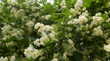 elma çiçeği bahar beyaz arka plan üzerinde. Bahar çiçeği arka plan - yeşil yaprakları ve beyaz çiçek soyut çiçek sınır