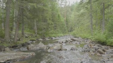 Kayalar çok düzgün ile su akışı. Hızlı dağ nehir Güz. Derma ahşap arka plan. Nehir dağ orman derin içinde. Doğa kompozisyon.