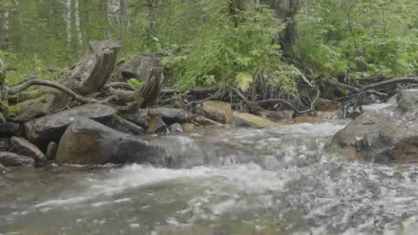 L'acqua scorre attraverso rocce molto lisce. Fiume di montagna rapido in autunno. Fondo in legno colorato. Fiume immerso nella foresta montana. Composizione della natura . — Video Stock