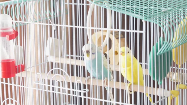 Awaiting Freedom - A Caged Yellow Beautiful Australian Parrot. Big colorful parrot in the white cage. two wavy parrots sit on a cage. Budgerigar on the cage. Budgie parakeet in birdcage.Parrot. Yellow — Stock Photo, Image