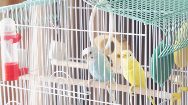 In afwachting van vrijheid - een gekooide gele prachtige Australische papegaai. Grote kleurrijke parrot in de witte kooi. twee golvende papegaaien zitten op een kooi. Grasparkiet op de kooi. Budgie parkiet (Birdcage). Papegaai. Geel — Stockfoto