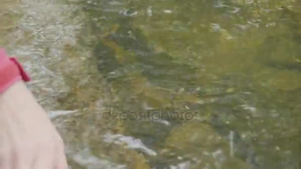 Jonge vrouw raakt het water van de rivier in het forest. Jonge toeristische raakt de rivier hand — Stockvideo