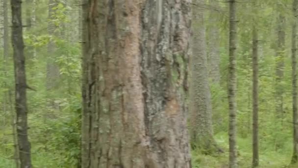 Hermosa chica caminando en el bosque. Mujer joven caminando en el bosque — Vídeo de stock