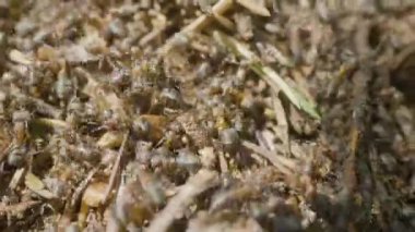 Karıncalar karınca bina. Koloni böcekler. Makro. Kırmızı orman karıncaları. Karınca yuvası orman portre