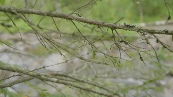 Rivier door de takken van bomen. Forest river en bomen in de herfst — Stockvideo