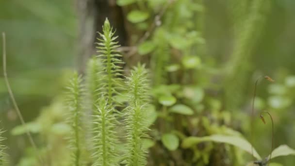 Spring awakening av blommor och växtlighet i skogen. Skogsvegetation. Naturen i skogen, grönt gräs, vegetation — Stockvideo