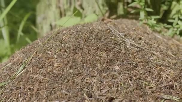 Grande formigueiro com colônia de formigas na floresta de verão. Um grande formigueiro na floresta — Vídeo de Stock