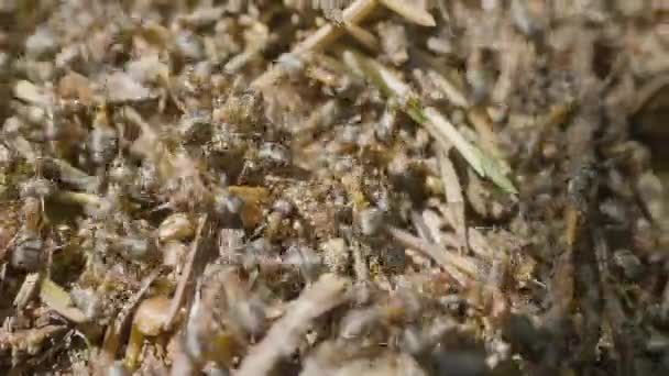 蚂蚁建筑蚁丘。殖民地的昆虫。宏。红林蚁。在森林特写的蚁丘 — 图库视频影像
