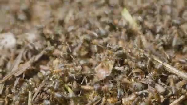蚂蚁建筑蚁丘。殖民地的昆虫。宏。红林蚁。在森林特写的蚁丘 — 图库视频影像