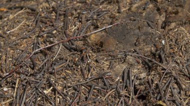 Karıncalar bakış taş, marangoz karınca, Camponotus herculeanus kapatın. Takım çalışması: Karıncalar taşlarla ahşap yüzey üzerinde siyah ve kırmızı. Taş üzerinde birçok karıncalar