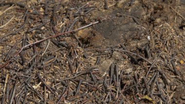 Karıncalar bakış taş, marangoz karınca, Camponotus herculeanus kapatın. Takım çalışması: Karıncalar taşlarla ahşap yüzey üzerinde siyah ve kırmızı. Taş üzerinde birçok karıncalar