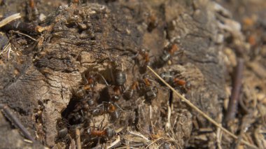 Doğa içinde karıncalar. Takım çalışması: Karıncalar taşlarla ahşap yüzey üzerinde siyah ve kırmızı. bir dal üzerinde yürüyen karıncalar