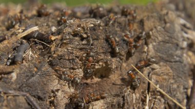 Doğa içinde karıncalar. Takım çalışması: Karıncalar taşlarla ahşap yüzey üzerinde siyah ve kırmızı. bir dal üzerinde yürüyen karıncalar