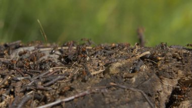 Doğa içinde karıncalar. Takım çalışması: Karıncalar taşlarla ahşap yüzey üzerinde siyah ve kırmızı. bir dal üzerinde yürüyen karıncalar