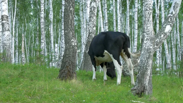 Krávy pasoucí se na zelené louce. Kráva v lese. Kráva v lese, jíst trávu — Stock fotografie