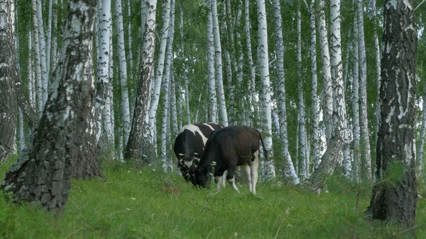 Kor som betar på en grön äng. Ko i skogen. Ko i skogen äter gräs — Stockfoto