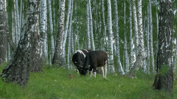 녹색 초원에 방목 하는 소. 숲에서 암소. 숲 풀을 먹는 소 — 스톡 사진