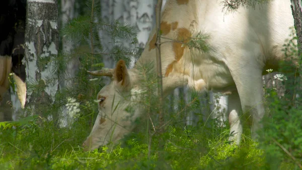 Porträttet av ko på bakgrunden av fältet. Vackra roliga ko på cow farm. Ko äter ljusa gröna gräs närbild. Nära håll munnen av Banteng äta gräs — Stockfoto