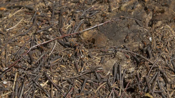 Karıncalar bakış taş, marangoz karınca, Camponotus herculeanus kapatın. Takım çalışması: Karıncalar taşlarla ahşap yüzey üzerinde siyah ve kırmızı. Taş üzerinde birçok karıncalar