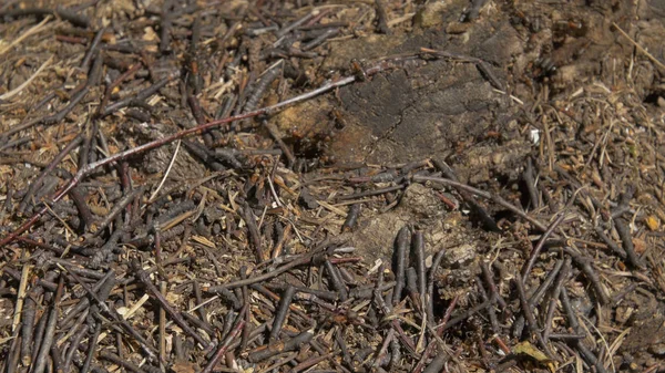 Karıncalar bakış taş, marangoz karınca, Camponotus herculeanus kapatın. Takım çalışması: Karıncalar taşlarla ahşap yüzey üzerinde siyah ve kırmızı. Taş üzerinde birçok karıncalar