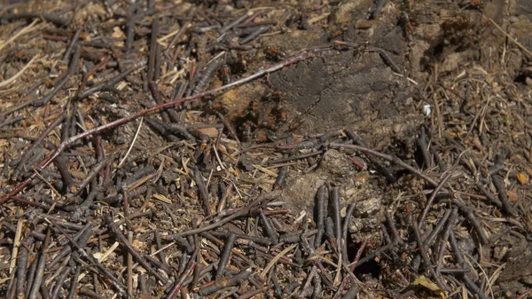 Vue rapprochée des fourmis sur pierre, fourmi charpentier, Camponotus herculeanus. Travail d'équipe : fourmis noires et rouges sur surface en bois avec des pierres. Beaucoup de fourmis sur pierre — Photo