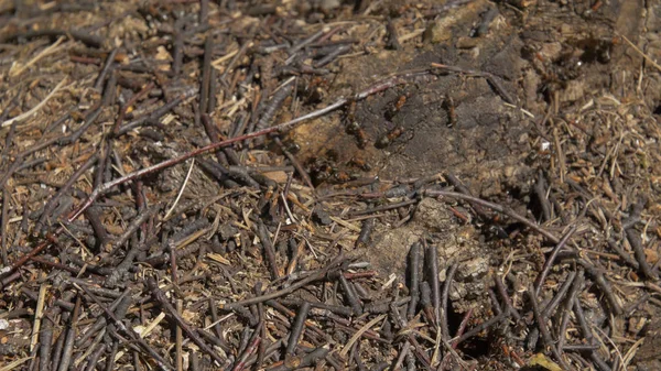 Vue rapprochée des fourmis sur pierre, fourmi charpentier, Camponotus herculeanus. Travail d'équipe : fourmis noires et rouges sur surface en bois avec des pierres. Beaucoup de fourmis sur pierre — Photo