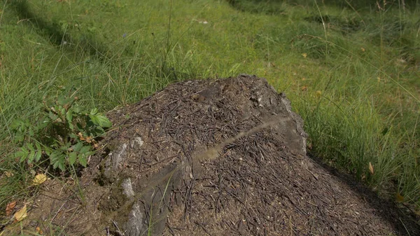 Vista de perto das formigas na pedra, formiga-carpinteiro, Camponotus herculeanus. Trabalho em equipe: Formigas pretas e vermelhas na superfície de madeira com pedras. Muitas formigas na pedra — Fotografia de Stock