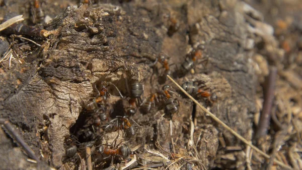 Doğa içinde karıncalar. Takım çalışması: Karıncalar taşlarla ahşap yüzey üzerinde siyah ve kırmızı. bir dal üzerinde yürüyen karıncalar