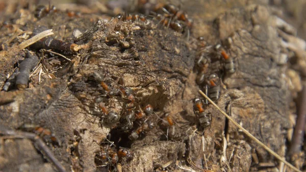 Hormigas en la naturaleza. Teamwork: Black and Red Ants on Wooden Surface with Stones (en inglés). hormigas marchando sobre una rama —  Fotos de Stock