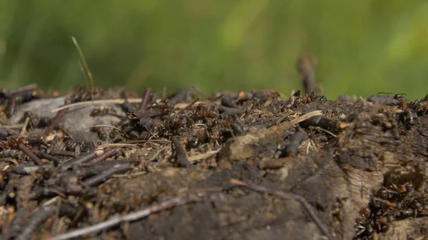 Doğa içinde karıncalar. Takım çalışması: Karıncalar taşlarla ahşap yüzey üzerinde siyah ve kırmızı. bir dal üzerinde yürüyen karıncalar