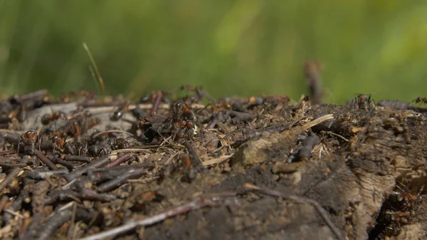 Fourmis dans la nature. Travail d'équipe : fourmis noires et rouges sur surface en bois avec des pierres. fourmis marchant sur une branche — Photo