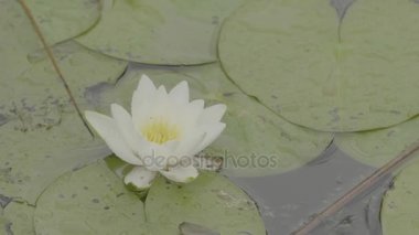 Bataklıkta nilüfer. Lotus doğa doğal zemin üzerine. Beyaz Lotus bataklıkta yakın çekim