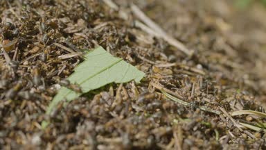Karıncalar karınca bina. Koloni böcekler. Makro. Kırmızı orman karıncaları. Karınca yuvası orman portre