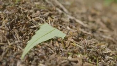 Karıncalar karınca Marco birçok böcekler arka plan hareketli. Tatlı hayat karıncalar karınca yuvası üst