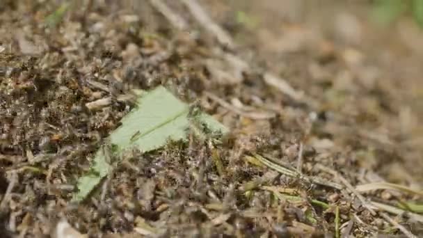 Myrorna flyttar i myrstack Marco många insekter bakgrund. Närbild liv av myror på toppen av myrstacken — Stockvideo