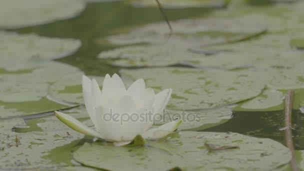 Κρίνος νερό στον βάλτο. Lotus στη φύση στο φυσικό υπόβαθρο. Λευκό Lotus στο τέλμα, κοντινό πλάνο — Αρχείο Βίντεο