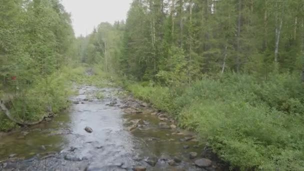 Skogsträd som speglar sig i floden bevattnar i solig sommar — Stockvideo
