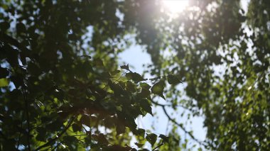 Sonbahar manzara huş woods, huş ağacı arkasında güneş ışığı. Güneş