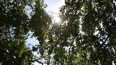 Sonbahar manzara huş woods, huş ağacı arkasında güneş ışığı. Güneş