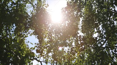 Sonbahar manzara huş woods, huş ağacı arkasında güneş ışığı. Güneş