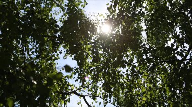 Sonbahar manzara huş woods, huş ağacı arkasında güneş ışığı. Güneş
